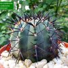 Copiapoa _calderana _ssp.calderana 'lembckei'_ 04